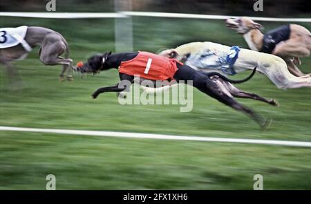 Whippet Racing im Andover Whippet Racing Club 1980 Stockfoto