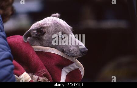 Whippet Puppy bei Whippet Racing im Andover Whippet Racing Club 1980 Stockfoto