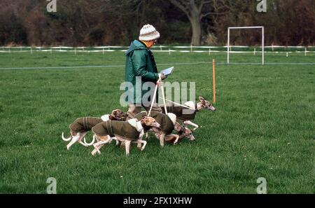 Whippet Racing im Andover Whippet Racing Club 1980 Stockfoto