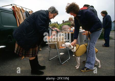 Whippet Racing im Andover Whippet Racing Club 1980 Stockfoto