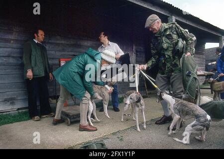 Whippet Racing im Andover Whippet Racing Club 1980 Stockfoto