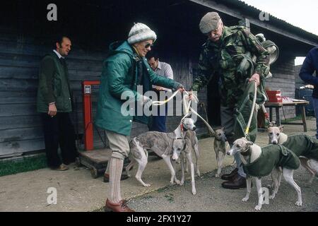 Whippet Racing im Andover Whippet Racing Club 1980 Stockfoto