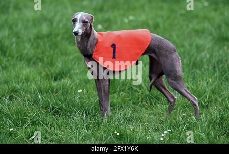 Whippet Racing im Andover Whippet Racing Club 1980 Stockfoto