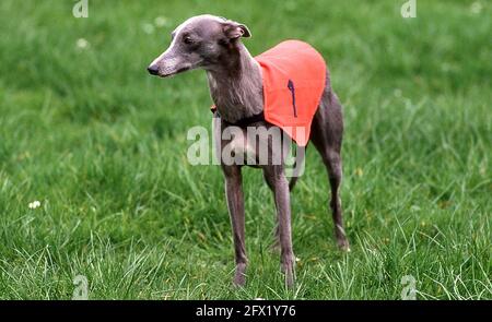 Whippet Racing im Andover Whippet Racing Club 1980 Stockfoto
