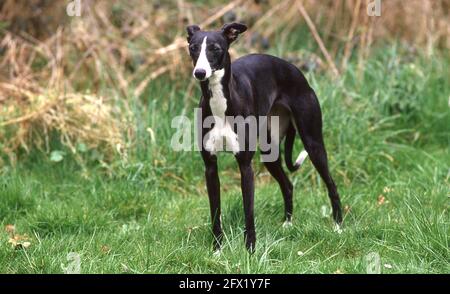 Whippet Racing im Andover Whippet Racing Club 1980 Stockfoto