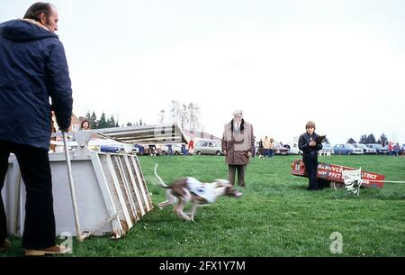 Whippet Racing im Andover Whippet Racing Club 1980 Stockfoto