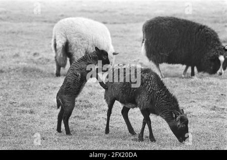 Lambs in the Meadow near Broek in Waterland, 20. Februar 1976, Niederlande, Foto der Presseagentur des 20. Jahrhunderts, Nachrichten zur Erinnerung, Dokumentarfilm, historische Fotografie 1945-1990, visuelle Geschichten, Menschliche Geschichte des zwanzigsten Jahrhunderts, Momente in der Zeit festzuhalten Stockfoto