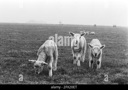 Lambs in the Pasture near Broek in Waterland, 20. Februar 1976, Niederlande, Foto der Presseagentur des 20. Jahrhunderts, zu erinnerende Nachrichten, Dokumentarfilm, historische Fotografie 1945-1990, visuelle Geschichten, Menschliche Geschichte des zwanzigsten Jahrhunderts, Momente in der Zeit festzuhalten Stockfoto