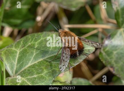 Gepunktete Bienenfliege, Bombylius verfärbt sich auf dem Efeu-Blatt, Dorset, sonnen. Stockfoto