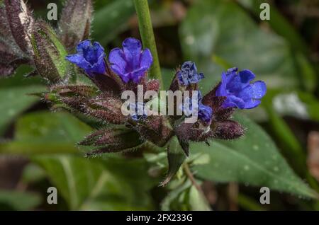 Schmalblättrige Lungenkraut, Pulmonaria longifolia, blühend im Wald im Frühjahr, Dorset. Seltene einheimische Pflanze. Stockfoto