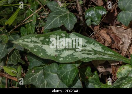 Schmalblättrige Lungenkraut, Pulmonaria longifolia, blühend im Wald im Frühjahr, Dorset. Seltene einheimische Pflanze. Stockfoto