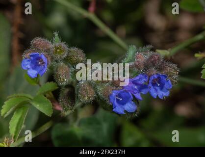 Schmalblättrige Lungenkraut, Pulmonaria longifolia, blühend im Wald im Frühjahr, Dorset. Seltene einheimische Pflanze. Stockfoto