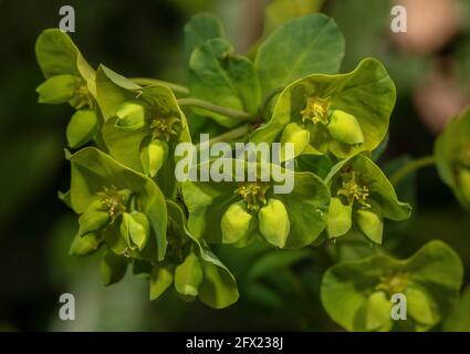 Nahaufnahme von Waldspurgen, Amygdaloides von Ehorbia, blüht im Frühjahr. Stockfoto