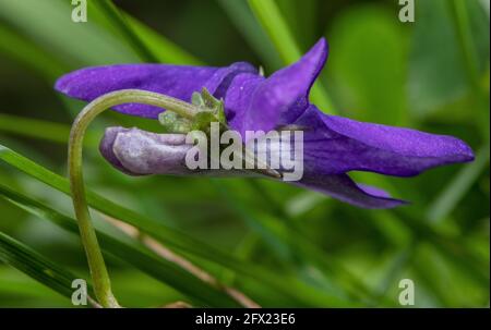 Gemeiner Hund-violett, Viola riviniana Blume in Nahaufnahme, zeigt Sporn. Stockfoto