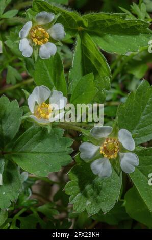 Karge Erdbeere, Potentilla sterilis, blüht im Frühjahr auf einer Waldtour. Dorset. Stockfoto