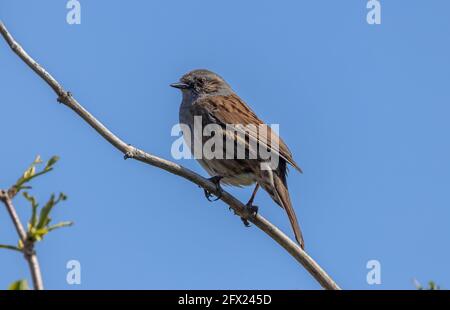 Dunnock, Prunella modularis, im Frühjahr, auf einem Ast thront. Dorset. Stockfoto
