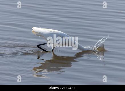 Silberreiher, Egretta garzetta, Angeln und Jagen in der flachen Küstenlagune. Dorset. Stockfoto