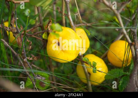 Früchte von Chaenomeles japonica, die japanische Quitte oder Maule-Quitte genannt Stockfoto