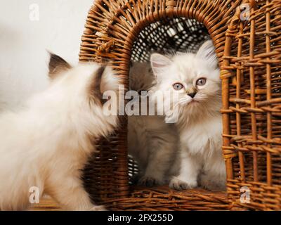Weiße Kätzchen Neva maskieren an einem Weidenkorb auf weißem Hintergrund. Stockfoto