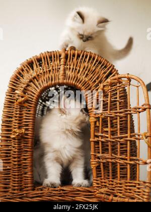 Weiße Kätzchen Neva maskieren an einem Weidenkorb auf weißem Hintergrund. Stockfoto