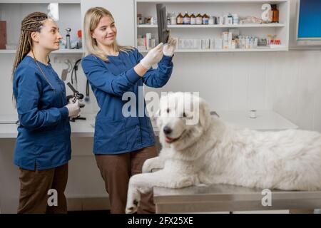 Glücklicher Hund liegt am Untersuchungstisch in der Tierarztklinik und wartet, während Tierärzte über Röntgenbild diskutieren. Patienten beruhigen. Tierpflege. Konzentrieren Sie sich auf die Menschen. Stockfoto