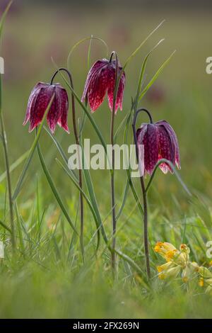 Schlangenkopf-Fritillär oder Fritillary, Fritillaria meleagris, blühend im Hochwassergebiet Wiltshire. Stockfoto