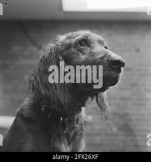 Frühling 1965, Hundewetter, Flappie der Hund, 21. März 1965, Hunde, Niederlande, Presseagentur des 20. Jahrhunderts, Foto, Nachrichten zum erinnern, Dokumentarfilm, historische Fotografie 1945-1990, visuelle Geschichten, Menschliche Geschichte des zwanzigsten Jahrhunderts, Momente in der Zeit festzuhalten Stockfoto