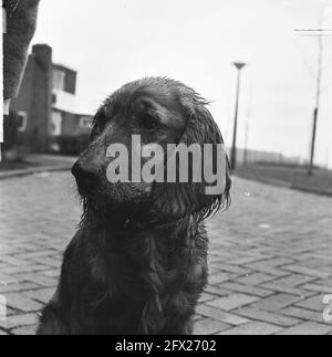 Frühling 1965, Hundewetter, Flappie der Hund, 21. März 1965, Hunde, Niederlande, Foto der Presseagentur des 20. Jahrhunderts, Nachrichten zur Erinnerung, Dokumentarfilm, historische Fotografie 1945-1990, visuelle Geschichten, Menschliche Geschichte des zwanzigsten Jahrhunderts, Momente in der Zeit festzuhalten Stockfoto