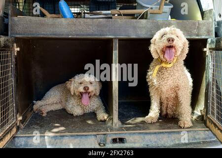 Zwei Wasserhunde, die ausgebildet sind, um schwarze Trüffel in der Buzet-Region in Kroatien zu schnuppern. Stockfoto