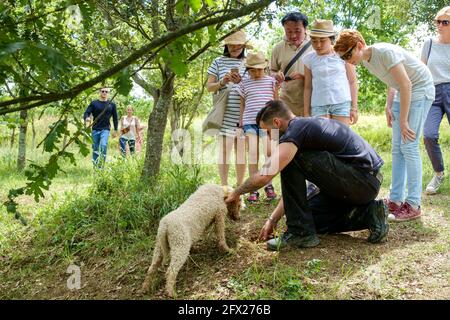 Touristen auf einer geführten Trüffeljagd. Bild mit dem Führer und seinen zwei Wasserhunden, die trainiert sind, Trüffel zu schnüffeln. Stockfoto