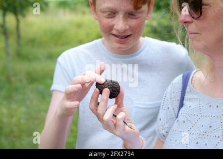 Untersuchung eines schwarzen Trüffels, der gerade aus dem Wald in Buzet, Kroatien, gegraben wurde. Stockfoto