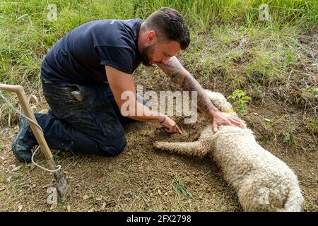 Ein Wasserhund, der speziell dafür ausgebildet wurde, Trüffel auszuschnüffeln, zeigt an Wo sie sind, indem sie kratzen und auf dem Boden liegen Für den Jäger, um sie auszugraben Stockfoto