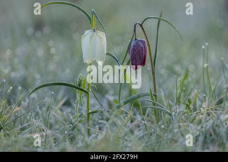 Schlangenkopf-Fritillär oder Fritillary, Fritillaria meleagris, blüht an einem kalten, taufenden Morgen in Wiltshire im Hochwassergebiet. Stockfoto