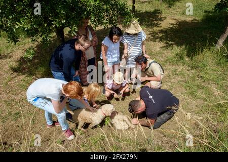 Touristen auf einer geführten Trüffeljagd. Bild mit dem Führer und seinen zwei Wasserhunden, die trainiert sind, Trüffel zu schnüffeln. Stockfoto