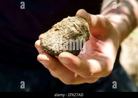 Eine Hand, die einen schwarzen Trüffel hält, der gerade von einem speziell ausgebildeten Wasserhund gefunden wurde, um Trüffel zu schnuppern. Stockfoto