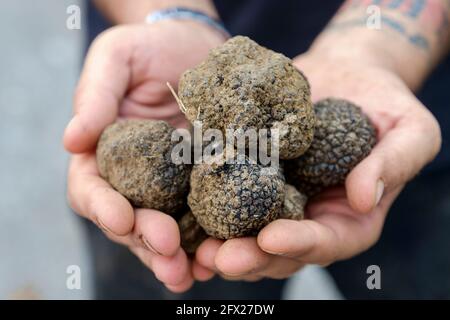 Eine Handvoll schwarzer Trüffel wurde bei der Jagd mit Hunden in Buzet, Kroatien, gefunden. Stockfoto