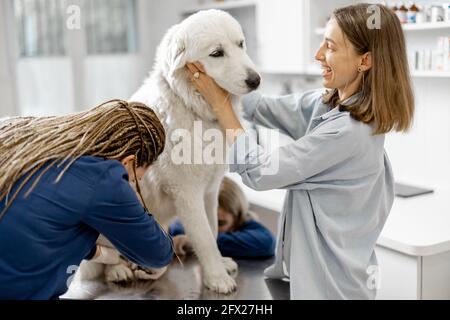 Die Besitzerin umarmt und beruhigt einen großen weißen Schäferhund in einer Tierklinik, während Tierärzte die Krallen des Patienten, der am Untersuchungstisch steht, trimmen. Behandlung und Tierpflege. Besuchen Sie einen Arzt. Stockfoto