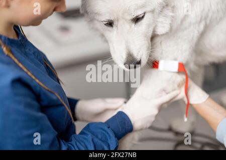 Tierarzt nimmt Blut aus der Pfote eines Hundes mit einer Spritze zur Analyse. Veterinärkonzept. Tierpflege und analysieren gesund des Hundes. Stockfoto