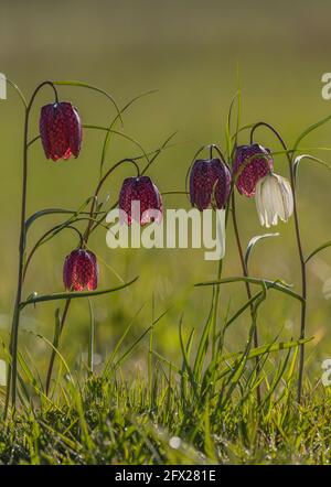 Schlangenkopf-Fritillär oder Fritillary, Fritillaria meleagris, blühend im Hochwassergebiet Wiltshire. Stockfoto