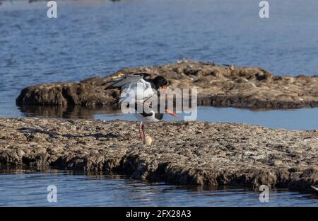 Paarungspaar Austernfischer, Haematopus ostralegus, in der Nähe des Nistortes. Dorset. Stockfoto