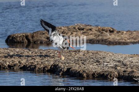 Paarungspaar Austernfischer, Haematopus ostralegus, in der Nähe des Nistortes. Dorset. Stockfoto