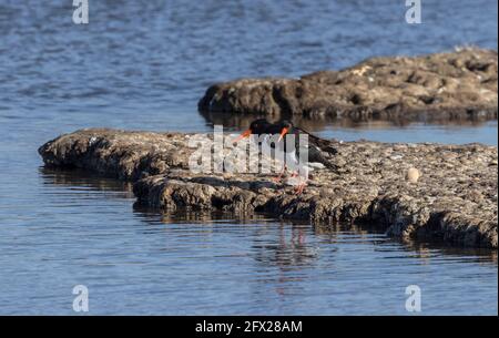 Paar Austernfischer, Haematopus ostralegus, in der Nähe der Brutstätte. Dorset. Stockfoto