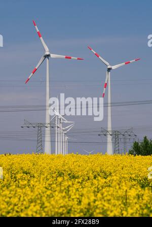 11. Mai 2021, Brandenburg, Brieselang/OT Zeestow: Ein gelb blühendes Rapsfeld leuchtet in der Sonne nahe der Autobahn A10 vor dem Hintergrund von Strommasten und drehenden Windkraftanlagen. Foto: Soeren Sache/dpa-zentralbild/dpa Stockfoto