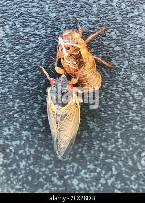 Bethesda, USA. Mai 2021. Dieses Bild zeigt eine sich mausende Brut X Cicada in Bethesda, nahe Washington. Laute Zikaden einer Spezies, die nur einmal alle 17 Jahre erscheinen, haben zu vermehrten Notrufen an Behörden in Union County im US-Bundesstaat Georgia geführt. Quelle: Cordula Berghahn/dpa/Alamy Live News Stockfoto