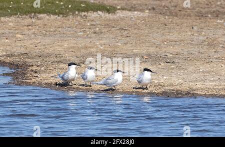 Gruppe von Sandwichseeschwalben, Thalasseus sandvicensis, an der Lagunenküste, kurz nach der Ankunft am Brutplatz. Stockfoto