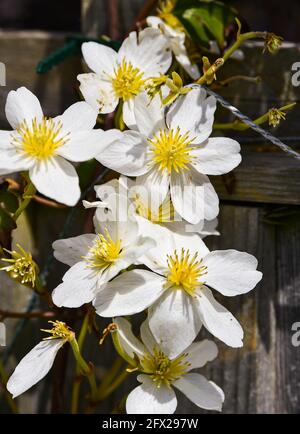Clematis Avalanche cartmanii in Brighton Garten mit sonnigen Aspekt Stockfoto