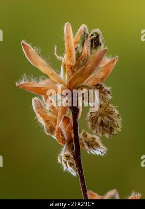 Auftauchende Blüten der Buche, Fagus sylvatica, im frühen Frühjahr. Stockfoto