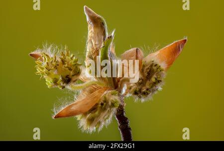 Auftauchende Blüten der Buche, Fagus sylvatica, im frühen Frühjahr. Stockfoto