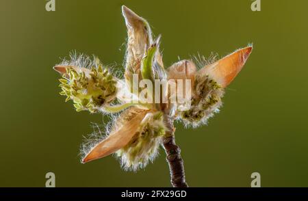 Auftauchende Blüten der Buche, Fagus sylvatica, im frühen Frühjahr. Stockfoto