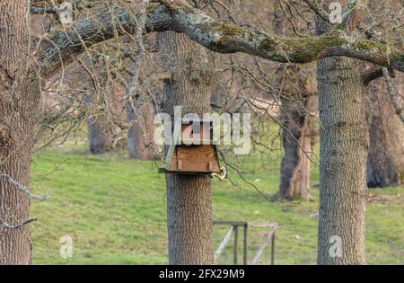 Scheune Eule Box auf Eiche, in offenem Wald. Dorset. Stockfoto